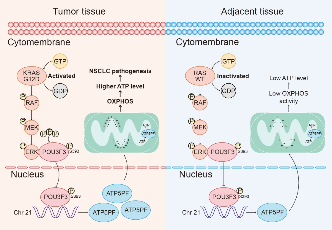 POU3F3通過促進OXPHOS和ATP的產(chǎn)生,進而促進NSCLC進展,并上調(diào)了ATP5PF的轉(zhuǎn)錄的機制示意圖 配圖2